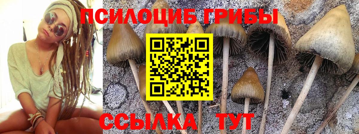 Дальнегорск  Галлюциногенные грибы Cubensis  Вход с VPN 